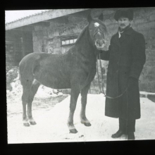 Eesti maatõugu mära, EPM FP 311:2, Eesti Maaelumuuseumid SA, Eesti Põllumajandusmuuseum, http://www.muis.ee/museaalview/2760117