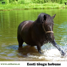 Elolinõ on sündinud 2007. aastal Võrumaal, i. Eduard, e. Remedia, aretaja Lilian Freiberg, omanik OÜ Puuhobu. 

Elolisõ juures köidavad tähelepanu nii ta välimus, iseloom kui ka nimi. Elolinõ tähendab võru murdes elujõuline/elus ja Elo on tõeline ellujääja. Tahtejõulisust oli temas juba tuisusesse talveilma sündides ning ta on vapralt üle elanud ka kohutava õnnetuse, mis jättis pooleli tema paljulubava võistluskarjääri. Seetõttu on Elost saanud hoopis Puuhobu talli parim ja armastatuim sugumära. Tema järglased on samuti olnud varsast saati lausa erakordselt hea närvikava ning inimsõbraliku käitumisega. Elolinõ (sõpradele Elukas) on täpselt see hobu, kelle selga lapsed ja algajad oma esimeseks sõiduks ronida julgevad ning hiljem eneselegi üllatuseks ratsutama õpivad.

Foto autor: Hanna Laas