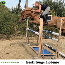 Rokit on sündinud 2012. aastal Harjumaal, i. Raksel, e. Lisette, kasvataja ja omanik Kaire Vaikma. 

Rokit on sportliku tüübiga, iseloomult sõbralik ja väga suure südamega poiss. Treeningus on ta kiire õppija, hea tasakaaluga, suurepärase hüppega nii tehnilisuse kui jõu poolest. Rokitiga on meeldiv ja mugav ratsutada ning temas nähakse suurt potentsiaali takistussõidus. 

Sugutäku karjääriga tegi Rokit algust juba sel aastal ja jätkab soovijate olemasolul spordi kõrvalt ka edaspidi. Hea iseloomuga on ka Rokiti ema Lisette, kes on enamuse oma elust olnud pere lemmik ja kasutatud sugumärana. Nüüd aga on ta ratsastatud ja osaleb lastega tihti võistlustel - armsa paksukese all oli peidus suurepärane sportponi.