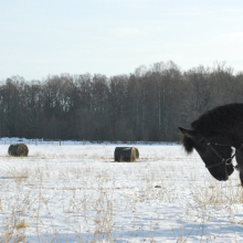 Soovide täitumine

Hea kui sul on kodus 4 hobust ja sõbranna, kellel on soov saada pilti hobusega kevadel, suvel, talvel ja sügisel.

Foto autor: Kairi Roostalu