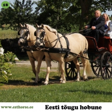 Eetika (vasakul) on sündinud 1999. aastal Muhumaal, i. Ettur, e. Teka. Rosetta (paremal) on sündinud 2006. aastal Muhumaal, i. Rikoshet, e. Eetika. Mõlema hobuse kasvataja ja omanik Tihuse talu. 

Eetika ja Rosetta on ema ja tütar, kes käivad paarisrakendis. Nad on Tihuse talu raudvara ja peamised pulmarakendi hobused. Mõlemad hobused on kasutuses ka turismis nii rakendi- kui ka ratsahobustena. Tegu on väga usaldusväärsete loomadega, kelle sadulasse võib lubada ka päris ilma kogemusteta ratsaniku.
Lisaks pulmadele on osaletud ka filmis 