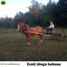 Andi II on sündinud 2006. aastal Läänemaal, i. Andi, e. Ronja, kasvataja ja omanik Aleksei Lotman. 

Andi II käib aeg-ajalt sadulas ja aiste vahel, muuhulgas saab temaga kevadeti aiamaa haritud. Põhiosa ajast elab kodulähedases metsas. Täkupoisil on vahelduv iseloom, vahel tore, vahel vähem. Järglasi tal veel pole, kuid sugulasi see-eest hulgim. 
