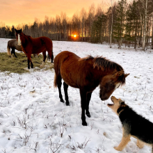 Ryo E084 parim sõber Roky

Roky hoidis Ryol silma peal kohe temast sünnist alates. Nad on tänaseni suured sõbrad. 

Foto autor: Kaie Jermohhin