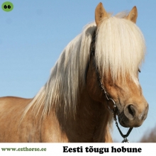 Tommi (1993-2017), i. Tukk, e. Elki, kasvataja Juhan Kuusk.

Tommi olevat juba sündimisest saati silma paistnud oma eriliselt rahuliku ja tasakaaluka iseloomuga. Oma sünnikodus tegi ta paralleelselt nii täkutööd kui ka sõidutas lapsi ratsa ning käis vankri ees. Tommit õppis tema viimane omanik tundma alles siis kui ta oli ära teeninud tiitli „vanamees“. Ta võlus oma härrasmeheliku käitumisega, jäädes igas olukorras väärikaks ja tasakaalukaks. Ta oli täku kohta rahulik ja vahel pahuralt heatahtlik. Oma lisasööta oli ta alati valmis ka seltsidaamidega jagama. Ta oli väga hea isa. Ta võis kannatlikult taluda varssade heatahtlikke üleannetusi kuid samas vajadusel neid suunata ja õpetada. Täis elujõus olles võis teda vabalt karjas pidada, kuid viimastel eluaastatel eelistas ta pigem väikest seltskonda. Kui vaja, võis teda värkida otse karjamaal märade keskel ja ei olnud kannatlikumat ja tasakaalukamat õppehobust lastele, kui oli vaja teha maatöö trenni või õppida näiteks hobuse anatoomiat. Ta on oma toreda ja heatahtliku loomuga leidnud igavese koha südames.

Sugutäkk Tommil oli universaalsele hobusele omane välimik ja avarad käigud. Ka järglastele pärandas ta mõistlikku loomu, kergelt käsitletavust ja lihtsalt saduldatavust. Tommist jäi järele vaid 51 järglast. Oma kõrgelt hinnatud ja suurepärase iseloomuga järglaste, kuid samas vähelevinud põlvnemise tõttu oli ta kindlasti igale eesti hobuse genofondi mitmekesisuse säilitamisest huvitunud kasvatajatele väärt täkk. Tommi oli üks viimaseid otseseid Tukki järglaseseid. 

Foto autor: Ago Ruus