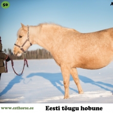 Akiira on sündinud 2006. aastal Saaremaal, i. Aku, e. Riksi, kasvataja TÜ Pihtla Hobusekasvandus, omanik Rael Säkk.

Akiira on imekaunis mära, õrna ja naiseliku loomusega. Mitmeid aastaid täitis ta vaid sugumära rolli ning andis häid järglasi. Lemmiktegevuseks, nagu eesti hobustel üldiselt ongi, on tal söömine. Kui ülejäänud kari liigub päeva jooksul karjamaal pidevalt ringi ja jookseb alati uudistama, kui kopli ääres midagi põnevat toimub või liigub, ei tõsta Akiira eriti oma pead heinarullist kaugemale. Talle ei ole probleemiks see, kui ta jääb karjast eemale, peaasi, et söök oleks ees. Eks see asjaolu on andnud talle naiselikult ümara figuuri.

Paar aastat tagasi sai alguse tema lastelemmiku karjäär. Meenutades välimuselt Barbie hobust, on Akiira võitnud päris mitme väikese tüdruku südame. Ka omaniku väikesele tütrele on oluline hommikul õue minnes just „ammas Kiia“ läbi kallistada ja lemmik võtab alati kannatlikult vastu kõik kallid-paid. Selle kena märaga on mitmed inimesed saanud oma esmase ratsutamiskogemuse ning võtnud ära hirmu neilt, kes muidu hobuse selga ronida ei julgenud. Kui mõne hobuse kohta võib öelda õpetaja, siis just seda see mära on, õpetades ka täiskasvanutele kontrollima oma emotsioone ja ka liigutusi. Liialt tormakate ja närviliste inimestega ta koostööd teha ei soovi.

Vanasõna, et vanale koerale uusi trikke ei õpeta, Akiira puhul ei kehti. 11-aastasena õppis see mära selgeks rakendihobuse ameti ja tegi oma väikestele fännidele mõnusaid lumiseid saanisõite. Tegemist on hobusega, kes pakub oma perele palju rõõmu. Just selline nagu üks õige eesti hobune peakski olema.

Foto autor: Kristhel Vaht