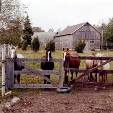 Hobused Kärdlas Kärneri tänava koplis, HKM Fp 1064:12 F 7352, Hiiumaa Muuseumid SA, http://www.muis.ee/museaalview/2283111
