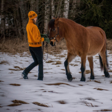 Akadeemiline ratsutamiskunst - maatöö Tarapitaga

Eesti hobune on mitmekülgne. Tarapital oleks ilmselt rohkem annet vankri ees maatööd tehes, kuid minuga võimleb ja arendab ta enda kehahoidu ratsutamiskunsti põhimõtete järgi. Tema püüdlik, natuke kinnine, kuid vahel krutskeid täis loomus on eestlasele omane ja see viib meid treeningutes vaikselt, kuid järjekindlalt edasi. Õpime mõlemad, kuidas leida tasakaalu ja otsime, milline tunne on koondusel. Tarapita on hea partner sel põneval teekonnal. Foto tehtud 1.03.2025.

Foto autor: Tenno Toomistu / Piret Väinsalu
Foto saatja: Piret Väinsalu