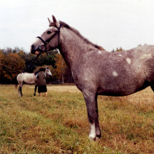 Mära Ally ex Alma 3979 E.

Hobuse portree. Mära Aly, HKM Fp 1064:6 F 7346, Hiiumaa Muuseumid SA, http://www.muis.ee/museaalview/2283039