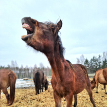 Ärkamine iluunest

Muidu nii graatsiline ja uhke loom pakub meile ka samastumishetki ja põhjust mõnusalt muiata.

Foto autor: Marili Slavski-Vettik