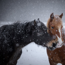 Koos on tore!

See hommik, mis ma karjamaal veetsin, terve selle aja nägin ma neid kahte koos. Jooksid ja mängisid, jagasid musisid. Nad on tõesti lahutamatud.

Foto autor: Lehte Lehtjõe