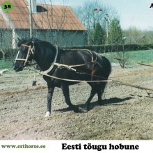 Andra on sündinud 1993. aastal Pärnumaal, i. Aku, e. Tulla, kasvataja Sirje Põldaru, omanik Taimi Usin.

Andra on Aku järglasele omaselt tagasihoidlikuma loomuga hobune. Tema õpetamisel toimis ainult kavalus ja heatahtlikkus. Vägisi midagi peale surudes hakkas mära protestima. Nooruses on Andra olnud väga mitmekülgne hobune. Temaga said tehtud kõikvõimalikud põllu- ja aiatööd ning samaväärselt oli võimalik selle uhke traaviga märaga ka ratsutada. Kui Andra oli 3-aastane, käis ta Soomes sõidu- ja veokatsete sõpruskohtumisel, kus võistles soome hobusega ning edestas teda. Tol korral soovisid soomlased väga Andrat ära osta, kuid omanik ei soovinud oma heast sõbrast loobuda. Tänutäheks on see väärikas mära pannud aluse oma omaniku aretustööle ning jätnud mitmeid väga häid ja olulisi järglasi eesti hobuse tõus. Näiteks litsentseeritud sugutäkk Euro 767E, 2008. aasta parim noormära Viroola 4179E ja väga edukas rakendihobune Veto. Sel aastal tähistab teenekas mära oma veerandsajandat sünnipäeva.

Foto Taimi Usina erakogust. 