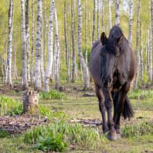 Resta

Resta on hobune, kelles peitub kogemus ja õpetaja hing. Oma sportliku loomuse ja usaldusväärse iseloomuga viis ta paljusid noori ratsanikke nende esimestele võitudele, andes samal ajal ka ratsakooli õpilastele eduelamusi.

Foto autor: Kersti Kivistik