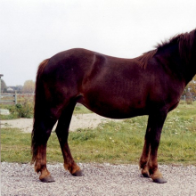 Mära Eeta 3455 E.

Hobuse portree. Mära Eeta, HKM Fp 1064:1 F 7341, Hiiumaa Muuseumid SA, http://www.muis.ee/museaalview/2282992