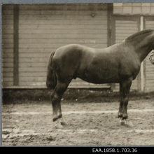 Täkk Esko

Rahvusarhiiv EAA.1858.1.703.36 (AIS) https://www.ra.ee/fotis/index.php/et/photo/view?id=501998&_xr=619fe99f227d7

Pildi andmetes on midagi valesti - pildil pole üheaastane hobune. (Priidu Tikk)