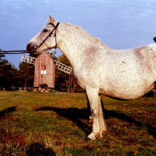 Mära Tiina 3457 E.

Hobuse portree. Mära Tiina. Taga Ristete tuulik, HKM Fp 1064:9 F 7349, Hiiumaa Muuseumid SA, http://www.muis.ee/museaalview/2283073