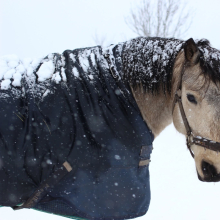 Talv on muidu tore...

Eriti tore on talv siis, kui lõpuks lumi ka maha tuleb. Eesti tõugu hobune saab muidugi hakkama igas kliimas. Piisab sellest, kui on paar kadakapõõsast, mille varju tüütu vihma, lumetuisu või suvel lõõskava kuumuse eest pugeda.

Foto autor: Susanne Vardja