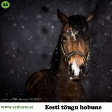 Aragon on  sündinud 2011. aastal Tartumaal, i. Aksel, e. Emma, kasvataja: Priit Ojamaa, omanik: Kersti Kalberg.

Aragon on mitmeti eriline väike eesti hobune - lisaks sellele, et ta on äärmiselt meeldiv, viisakas ja lihtsasti käsitletav, on ta oma noore ea kohta palju näinud. Härra on reisinud koos sõbraga Eestist Inglismaale ja tagasi. Seal vallutas ta suurte lainetena südameid ning võitis poolehoidjaid - kiidusõnu leidus nii sepal, veterinaaril, treeneril kui ka talliomanikel. Lisaks sellele, et Aragon on palju reisinud, on tal üks huvitav märgis esimesel jalal - valge soki asemel on jalg randmest allpool kimmel/hall ja täpselt polegi teada, mida see endast kujutab. Aragon on töökas ja annet on nii hüppe kui ka koolisõidu suunale. Tegu on universaalse ja piltilusa poniga! 

Foto autor: Kersti Kalberg