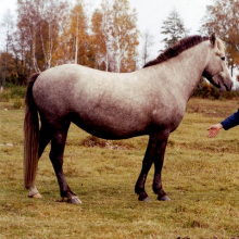 Mära Revella 3899 E.

Hobuse portree. Mära Revella , HKM Fp 1064:3 F 7343, Hiiumaa Muuseumid SA, http://www.muis.ee/museaalview/2283017