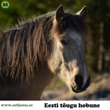 Vaim on sündinud 2010. aastal Harjumaal, i. Virk, e. Ronja, kasvataja ja omanik Iida-Leena Allik. 

Vaim andis oma soost ja värvusest läbi unenäo teada juba enne oma sündi. Ta on hobune, kel on väga tugev karjatunnetus ja armastus, talle läheb korda kui keegi karjast ei ole terve ning asub koheselt toetama ja tervendama. Samuti soovib ta isasele hobusele kohaselt alati teada, kus tema kari on ja kas nendega on ikka kõik korras. Inimeselt ootab Vaim rahulikkust ja ausust. Ta ei lepi varjatud või allasurutud emotsioonide ja tunnetega. Samuti mitte võlts-rahulikkusega: kui ta märkab, et inimene tahtlikult midagi tagasi hoiab, siis võib ta näidata väga tulist vägevust või sind seni hellalt nügida, kuni sa lõpuks ausalt üles tunnistad, mis sinuga toimub. Siis Vaim rahuneb (raputab, haigutab, limpsib…), kiirgab täielikku armastust ja turvatunnet ning on kõige hellem, toetavam ja rahulikum hobune maailmas. Olen aja jooksul näinud just temas kõige rohkem selget võimet sekundipealt täielikult muutuda vastavalt sellele, kuidas inimene tema kõrval muutub. Vaim on ka ainuke omaniku hobustest, kes päriselt „kallistab“, keerab end peaga sinu ümber ja hoiab. Ta on alati valmis sügamiseks, silitusteks ja massaažiks ja naudib igasugust positiivset füüsilist puudutust. Kui võtta aega ja saavutada temaga kõigepealt pehme ja tähelepanelik ühendatus, võib temaga koos minna kasvõi maailma lõppu ja teha mida iganes, isegi kui see „miski“ on tema jaoks täiesti uus. Kui inimene arvab, et temal aga „kohalolu“ ja muu sellise jaoks aega/huvi ei ole, siis pole ka Vaimul inimese jaoks aega ja ta on hektiline ning hajevil. Niisiis on ta äärmiselt tundlik, teadlik, väga kohal ja alati aus. Vaim on põhikohaga kaaslane ja teejuht nii oma omanikule kui ka kõigile teistele, kes just sellist hobusega kooskäimist õppida soovivad.

Foto autor: Iida-Leena Allik