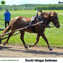 Rosanna on sündinud 2011. aastal Hiiumaal, i. Ramiiro, e. Eeva, kasvataja Tõnu Suuster, omanik Rael Säkk.

Rosanna on üles kasvanud lutipudelivarsana, kuna kaotas väga varakult oma ema. Võib-olla just seetõttu on ta väga sotsiaalne ja inimesega kontakti otsiv. Puudu ei jää ka enesekindlusest ja julgusest. Karjas on ta hõivanud endale juhtpositsiooni ja kui koplis või selle ümbruses midagi kahtlast liigub, läheb just tema alati esimesena olukorda kontrollima. 

Rosanna käib nii sadulas kui rakendis, kuid eelistab ise kindlasti viimast. Just etterakendatuna ilmneb tema töötahe ning soov inimesega koostööd teha. Tema rakendamise ja käsitlemisega saab hakkama ka ligi 80-aastane vanaproua. Ta on korduvalt edukalt osalenud Toris sõidu-ja veokatsetel kahevõistluses. Kasvamas on ka Rosanna esimene järglane, kellest tõotab tulla vähemalt sama vahva hobune.

Foto autor: Kaja Sarrapik